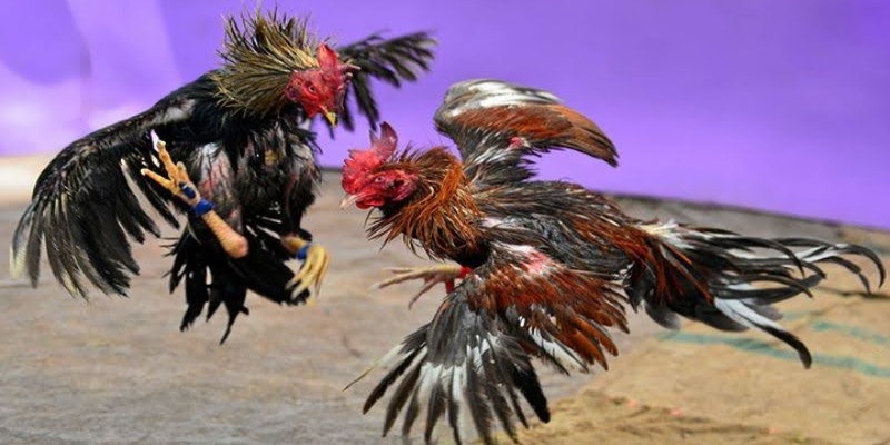Chơi game đá gà online tại Kubet